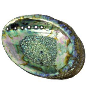 Abalone Shell - Extra Large - 6-7” inches - Perfect to use as smudging bowl or crystal display - Chakra Palace